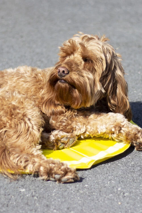 Rosewood Lemon Print Round Dog Cool Mat - Image 2