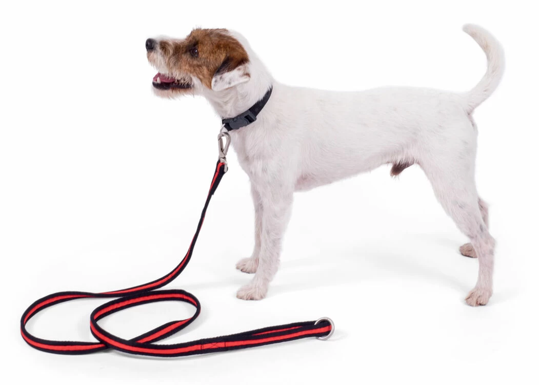 Petface Training Lead - Image 2